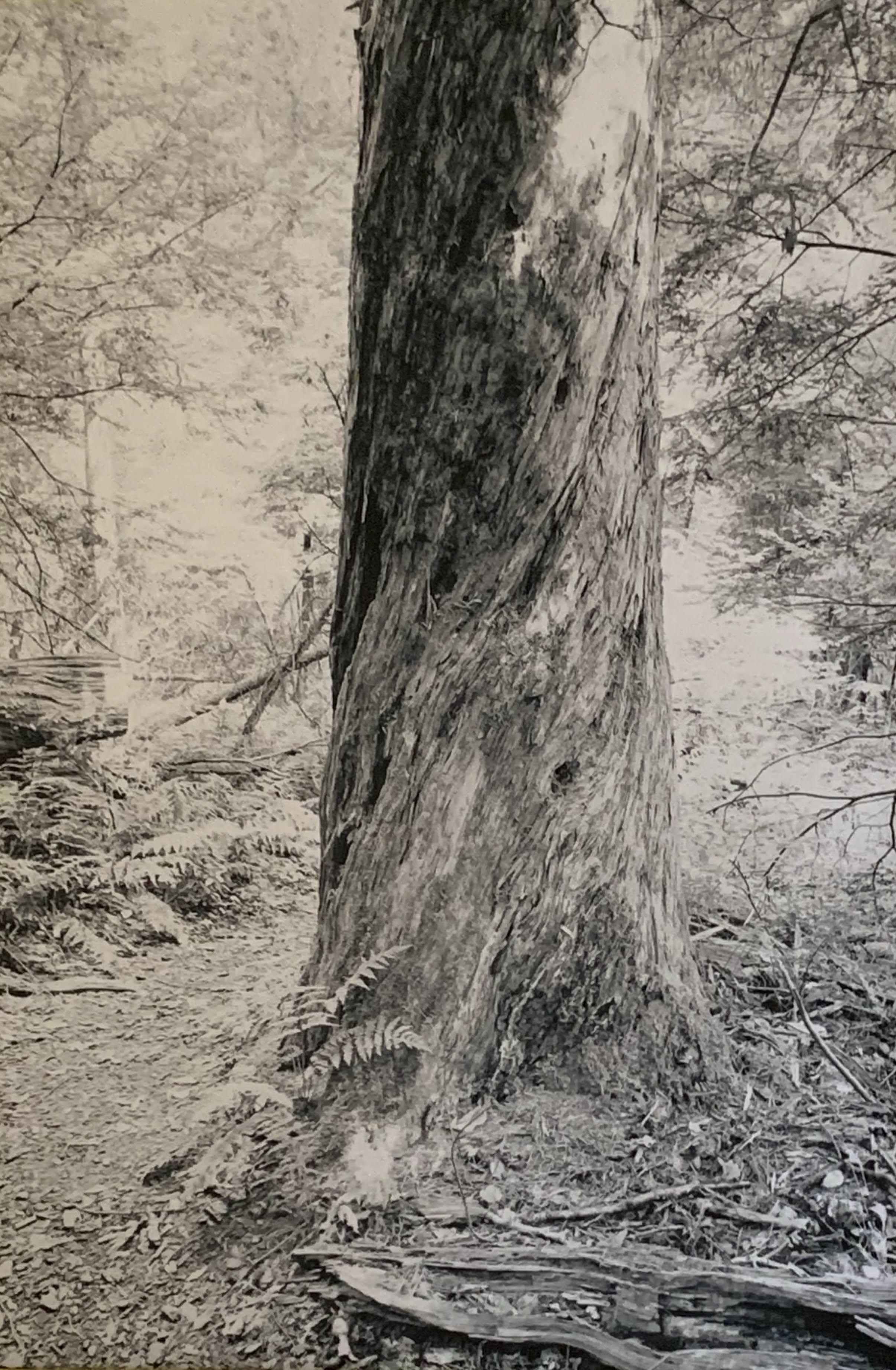 Artwork by Gordon A. Jr., Connecticut