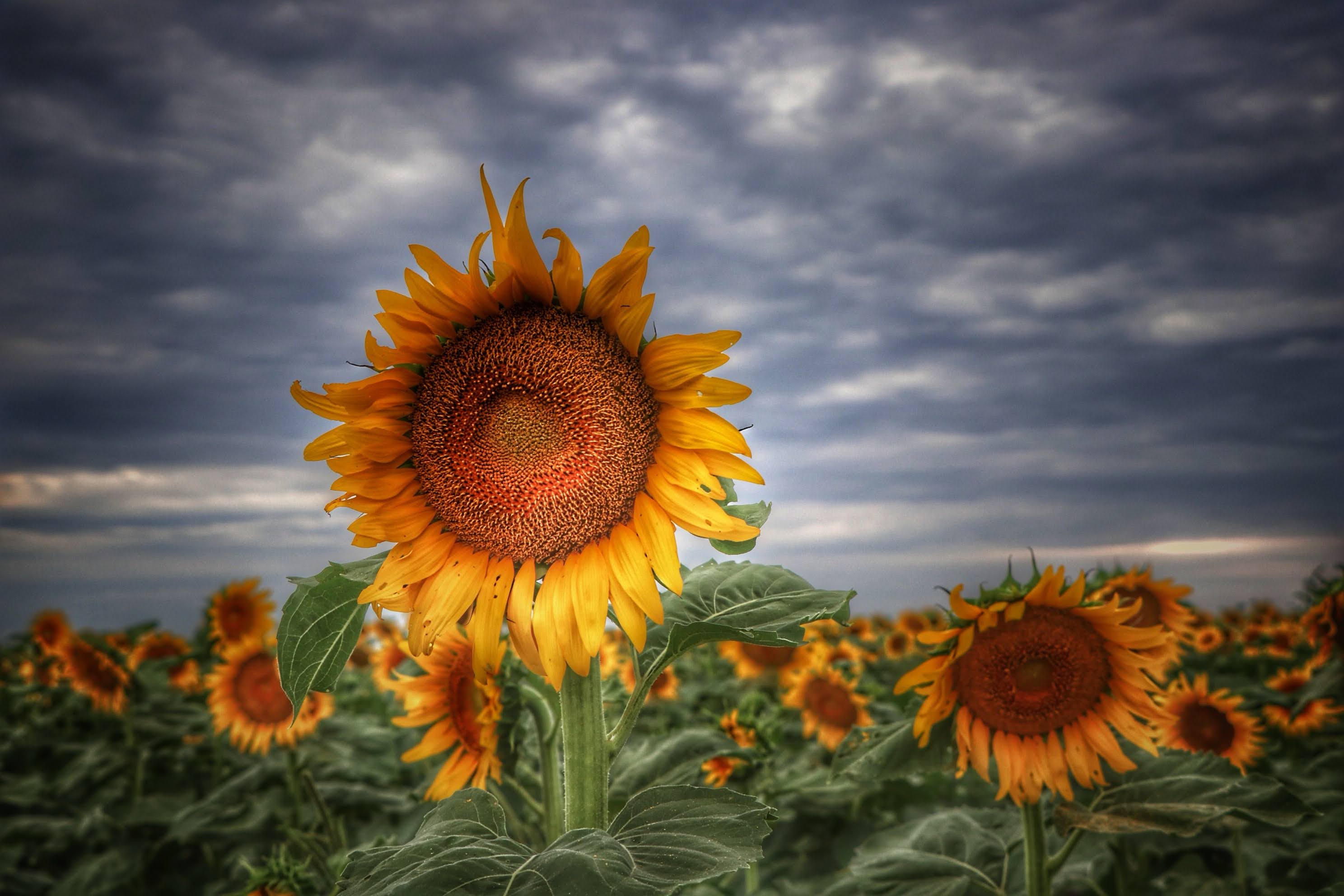 Artwork by Michele C., Kansas