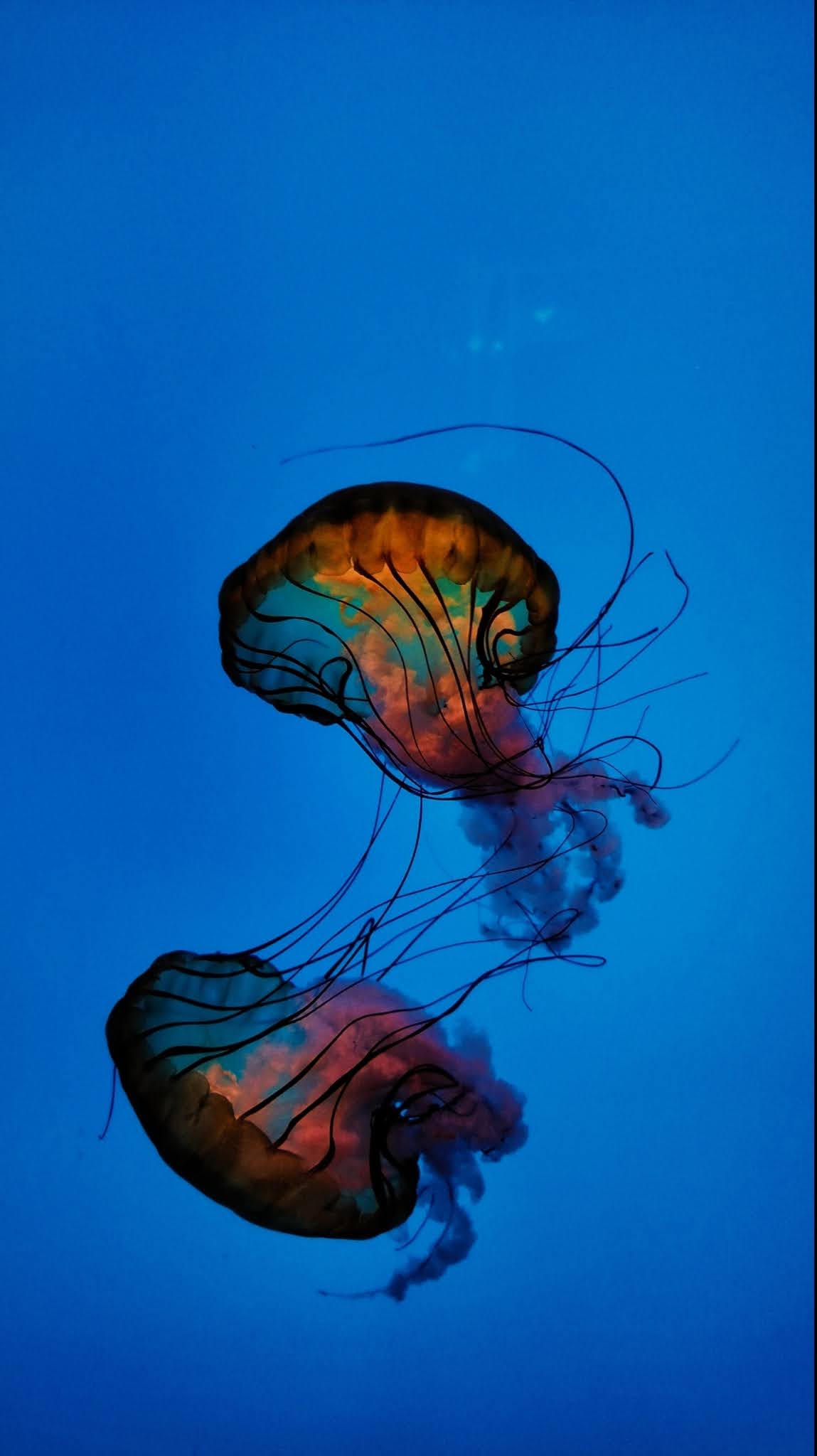 Artwork by Nataly D., Virginia