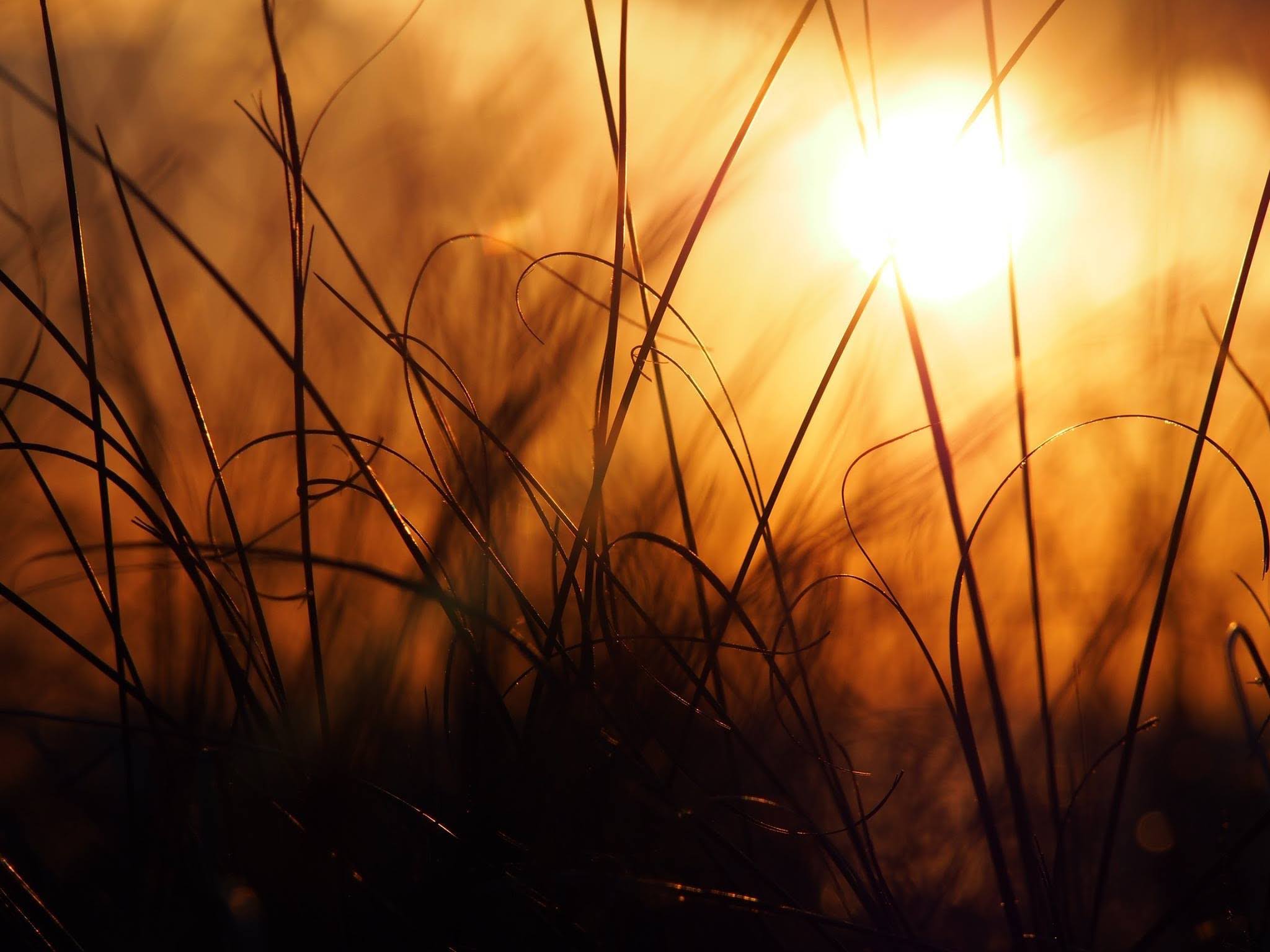 Artwork by Sarah M.,Illinois